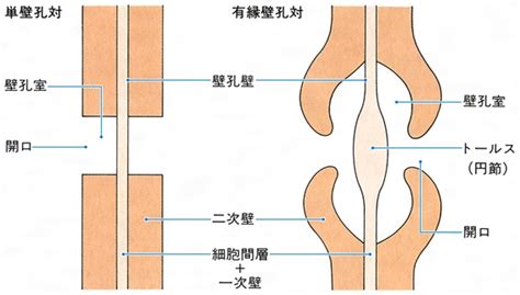 分野壁孔